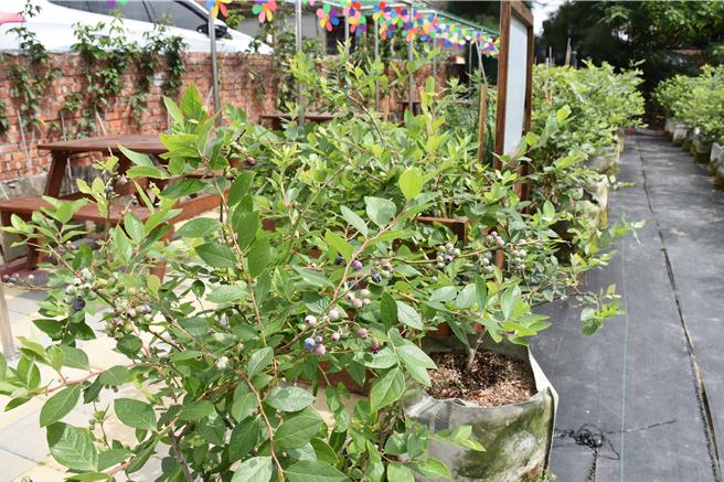 苗栗县后龙镇大力推广栽植蓝莓，水尾社区阿嬷菜园栽植的蓝莓结实累累。（谢明俊摄）
