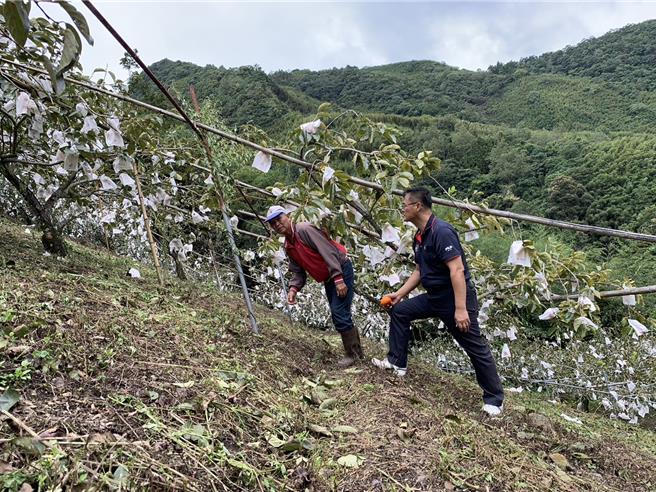 復兴区甜柿即将进入盛产期，果农在颱风来袭前紧急抢收。（吕筱蝉摄）