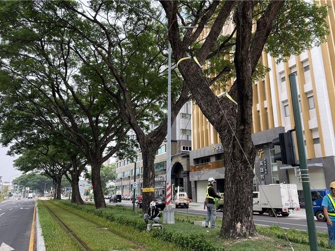 高雄市捷运局加强轻轨沿线雨豆树固定。（高雄市捷运局提供／任义宇高雄传真）