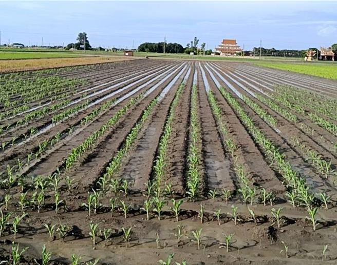 雲林縣水林鄉硬質玉米本月初播種後遭遇持續性降雨，出現種子腐爛情況，30日農民希望農政單位進行硬質玉米專案補助，只要有種植就可領取轉作獎勵金，減少農民損失。（農民提供／張朝欣雲林傳真）