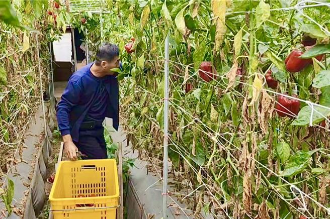 凯米颱风造成仁爱乡高山蔬果区损失惨重，农民赶在山陀儿来袭前忙着採收甜椒、牛番茄等作物。（杨静茹摄）