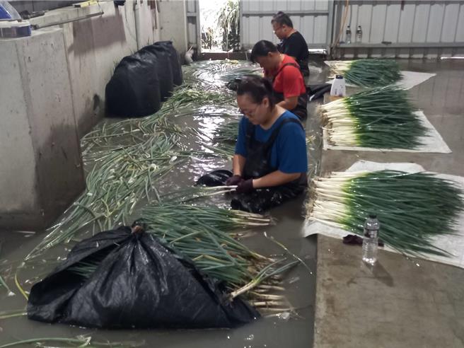 外界也擔心三星蔥受災造成蔥價飆漲，陳駿季到三星鄉視察蔥田防颱整備工作。（吳佩蓉攝）