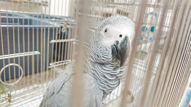 新北市動保處目前仍收容3隻鸚鵡，其中1隻是灰鸚鵡。（新北市動保處提供／王揚傑新北傳真）