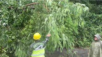 影》頂不住大雨！台東金峰鄉東64縣道路樹倒塌 