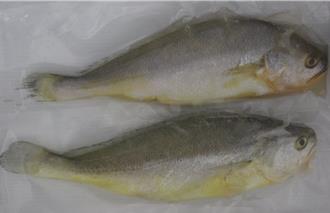 大陸進口黃魚又驗出禁藥！台南冷凍水產行遭罰12萬