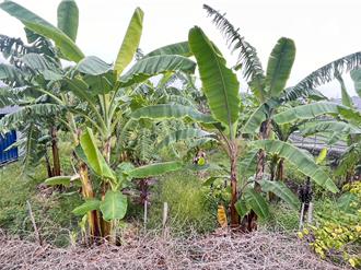 山陀兒颱風來勢洶洶 彰化蕉農「挫咧等」加緊防颱