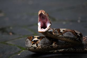 醉男街頭單挑15公斤巨蟒 全身慘被緊勒 結局超傻眼