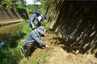亞洲水龍出沒竹縣北埔 農業處2年「除龍」上千隻