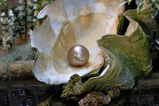 菲律宾一名渔夫出海捕鱼时意外发现巨型珍珠，并放在床底下当作幸运符，直到10年后才知道它是「世界最大珍珠」。（示意图：Shutterstock／达志）