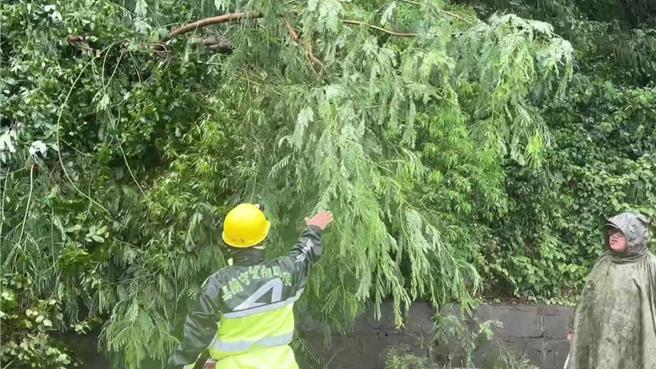 台東縣金峰鄉東64縣道1.8公里處邊坡路樹倒塌導致雙向道路一度受阻。（讀者提供／蔡旻妤台東傳真）