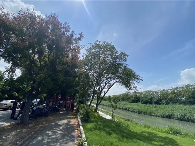 彰化縣溪湖鎮東螺溪畔種植逾千棵欒樹，景致雖美，卻也散發畜牧廢水異味。（孫英哲攝）