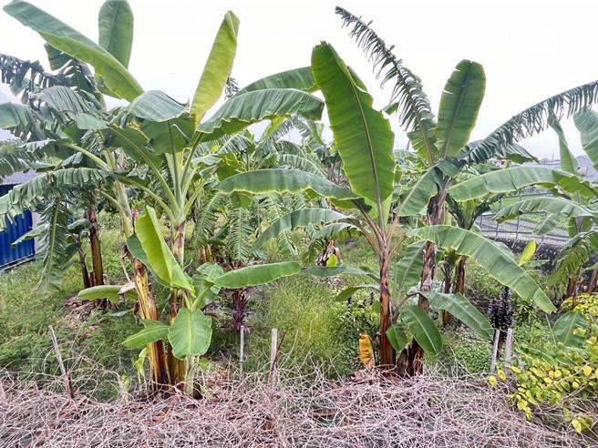 因芭蕉樹怕風，有蕉農表示，需把部分過密芭蕉葉修剪掉，或將芭蕉樹修矮一點，以減少芭蕉受風的面積，避免芭蕉樹被風吹倒。（葉靜美攝）