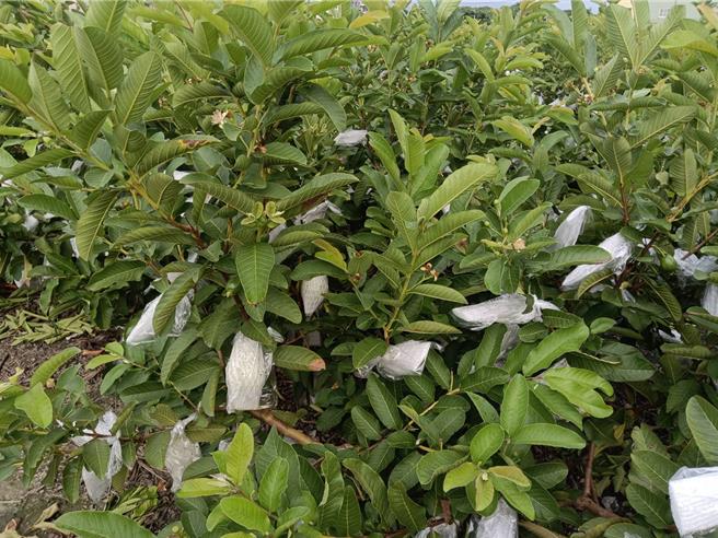 芭樂在上次凱米颱風受損嚴重，如今再逢山陀兒颱風將來襲，農民「挫咧等」，只能加緊套袋防颱。（葉靜美攝）