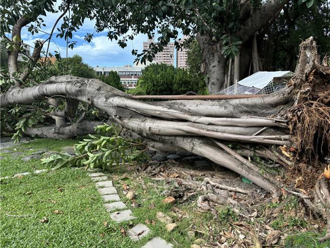 近日因颱风前新竹地区风大，加上印度橡胶树感染褐根病，昨大树突然倒下，波及保温鸡舍和旁边的树。（取自脸书粉专大烟囱的家）