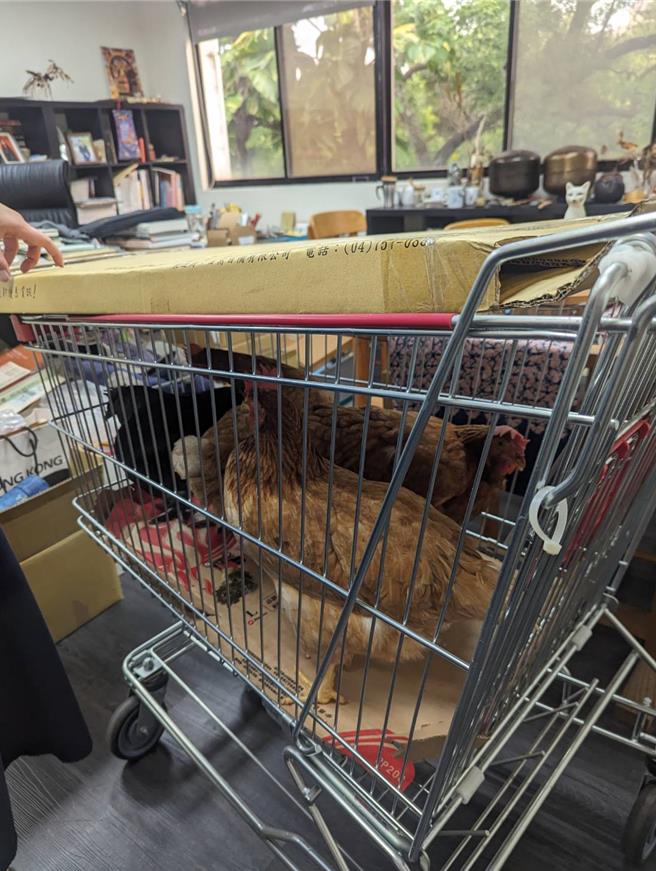 近日因颱风前新竹地区风大，加上印度橡胶树感染褐根病，昨大树突然倒下，波及保温鸡舍和旁边的树。（取自脸书粉专大烟囱的家）