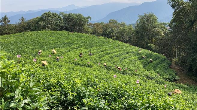 鱼池乡拥有丰富的地理环境，加上适宜的年均温及湿度，孕育出日月潭红茶的独特气韵。（杨静茹摄）