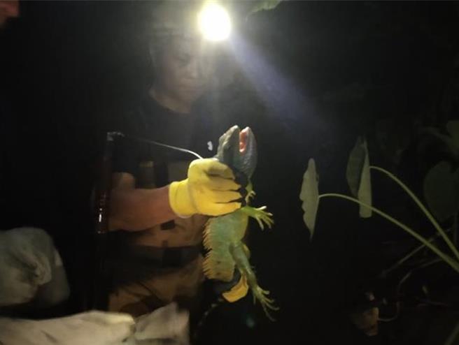 亚洲水龙原产地为东南亚，其为大型绿色蜥蜴，成体全长大约60到100公分。（新竹县府提供／邱立雅竹县传真）