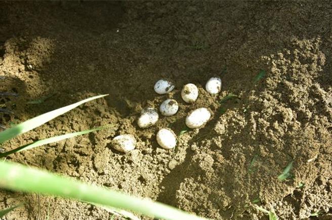北埔大湖溪某凸岸积沙处上月中挖掘到两窝卵巢，其中一处9颗蛋完好，并孵化出7只亚洲水龙。（新竹县府提供／邱立雅竹县传真）