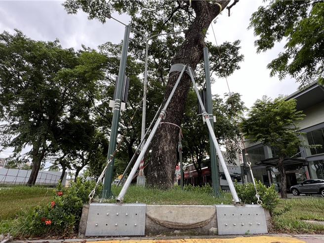 高雄捷运加强沿途路树固定。（高雄市捷运局提供／任义宇高雄传真）