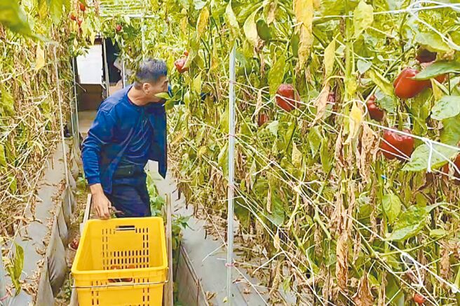 7月下旬凯米颱风造成南投县仁爱乡高山蔬果损失惨重，农民赶在山陀儿颱风来袭前，忙着採收甜椒、牛番茄等作物。（杨静茹摄）