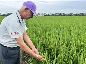 抽穗期遭山陀兒颱風侵襲 雲林農民稻田灌水原因曝