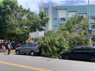 北投路樹不敵強風「連根拔起」倒塌 路邊2車遭壓幸無人傷