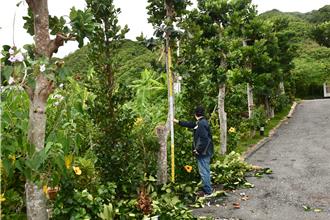 山陀兒再釀1死！花蓮首件死亡通報 民宿老闆修剪樹木摔落不治