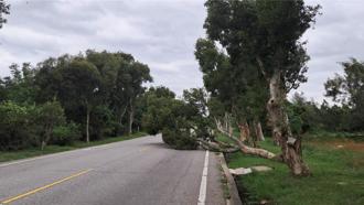 2016莫蘭蒂颱風多強？退將曝1外島災情：吹倒400萬棵樹