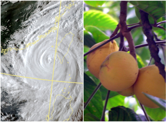 「山陀兒」身世揭祕！竟是泰國果后 登颱風命名榜藏內幕