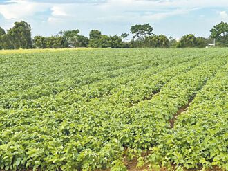 颱風攪局 最大彩繪稻田延至10日開展