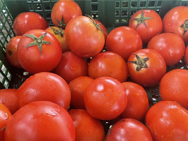 牛番茄產量少，因供不應求，零售每台斤高達150元。（孫英哲攝）