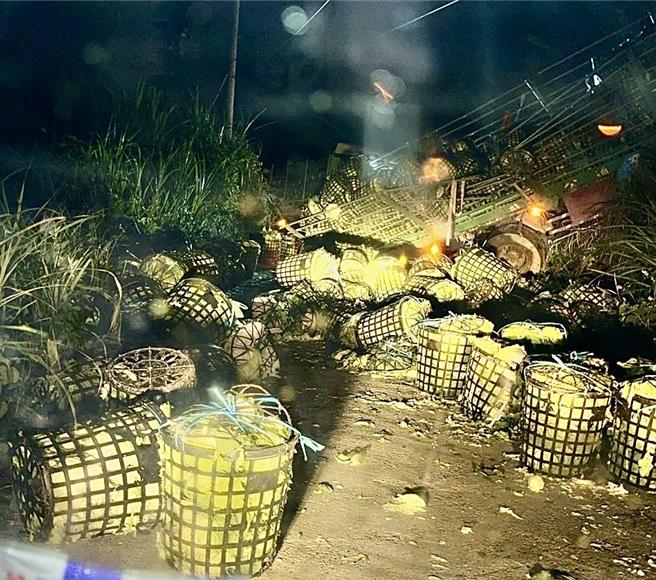 滿載高麗菜的大貨車1日深夜翻覆，整車高麗菜遭拋出車斗掉滿地，不過大貨車司機並沒有報警。（民眾提供／楊靜茹南投傳真）