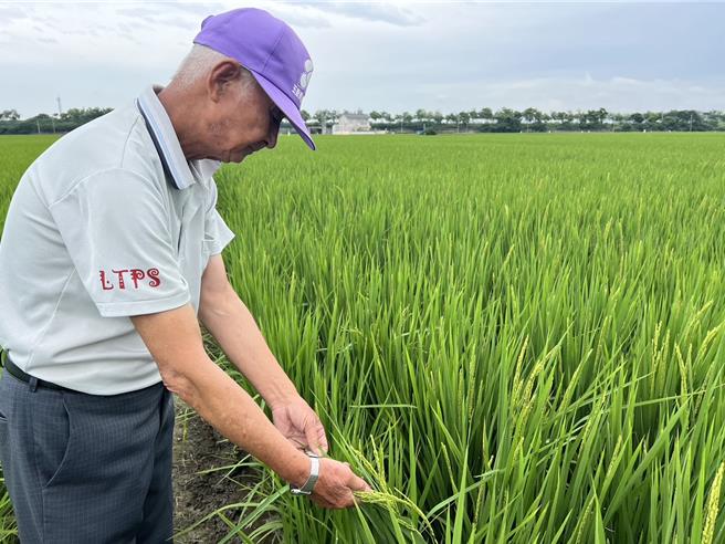 大埤鄉的稻田正逢要抽穗，可能因颱風導致不結穗，黃姓老農除了灌水只能祈禱颱風轉向，擔心到睡不著。（周麗蘭攝）