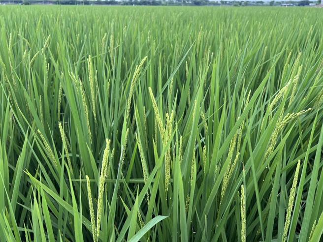 雲林地區二期稻作正在抽穗，差一點就能開花，卻遇上颱風不確定因素。（周麗蘭攝）