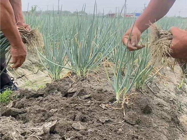 山陀兒中度颱風來襲，南彰化農民搶收青蔥。（孫英哲攝）