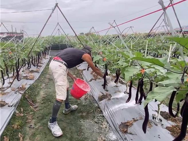 農民趁著風小雨弱，到茄子園撒布石灰。（民眾提供／孫英哲彰化傳真）