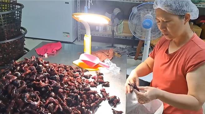 台南官田正值菱角產季，農友晚上挑燈夜戰，將一顆顆飽滿、厚實的菱角，小心翼翼地做分類。（李文珍提供／張毓翎台南傳真）