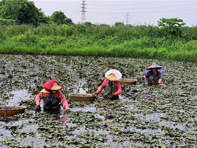 儘管放颱風假，菱農為了收入，白天趁著無風無雨時，趕緊下田採菱。（李文珍提供／張毓翎台南傳真）