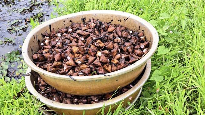 官田水雉生態教育園區陪伴農民生產的有機菱角，具「綠保標章」與「溼地標章」雙標章認證；圖為四角菱。（李文珍提供／張毓翎台南傳真）