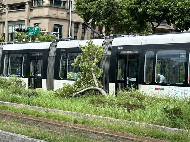 1棵路樹傾倒在淡海輕軌路線旁，1輛列車剛好靠近。（民眾提供）