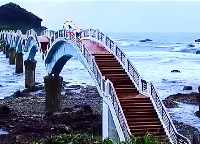 2隻台灣獼猴繼冒險觀浪後，又違規登上三仙台八拱橋，大膽行為被三仙台鏡頭君錄下。（東管處提供／蕭嘉蕙台東傳真）