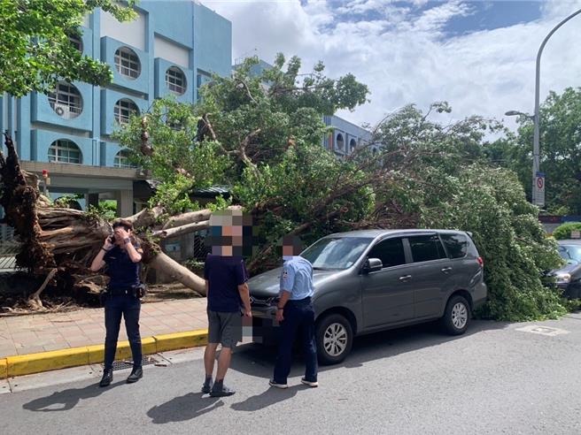 北投明德路因強風導致路樹倒塌，警方協助清除。（警方提供）