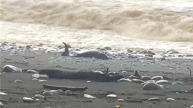 海豚疑似随浪冲打上岸，无助挥舞前鳍求援。（民眾提供／萧嘉蕙台东传真）