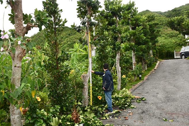 颱風來襲，鹽寮民宿業者戶外修剪樹木不慎摔落，送醫不治。警方到場勘驗。（王志偉翻攝）