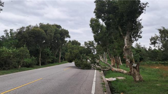 随着「山陀儿」持续近逼，金门地区今天下午风势是明显增强，已陆续出现零星灾情。环岛东路多年国小附近1棵路树不敌强风遭吹倒。（图／金门县灾害应变中心）