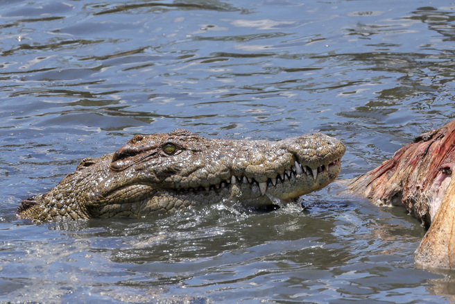 马来西亚一名6岁女童在河中游泳时遭鱷鱼攻击，9天后警方抓获鱷鱼，解剖发现人类的牙齿和骨头。（示意图：Shutterstock／达志）