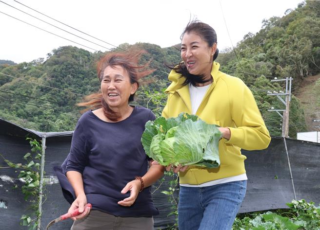 南投縣長許淑華（右）颱風天體驗搶收高麗菜時，感受到突如其來強風，籲不要輕忽颱風的威力。（南投縣政府提供／楊靜茹南投傳真）