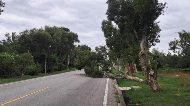 山陀儿让金门地区今陆续出现零星灾情。环岛东路多年国小附近1棵路树不敌强风遭吹倒。（图／金门县灾害应变中心）