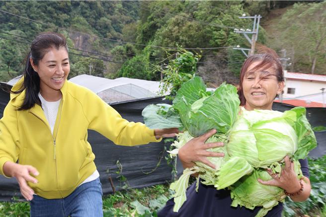 南投县长许淑华感受到农民在大风中抢收相当艰辛，宣布南投县10月3日停班停课，提醒民眾注意安全。（南投县政府提供／杨静茹南投传真）