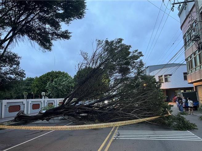 清水地區2日最大陣風10級以上，1棵大路樹疑不敵強風瞬間倒塌橫躺路上。（照片由清水警分局提供）